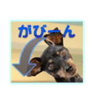 ミニチュアピンシャーの日常会話 Part2（個別スタンプ：15）