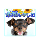 ミニチュアピンシャーの日常会話 Part2（個別スタンプ：20）