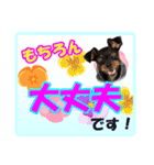 ミニチュアピンシャーの日常会話 Part2（個別スタンプ：22）