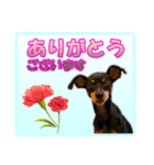 ミニチュアピンシャーの日常会話 Part2（個別スタンプ：23）