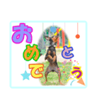 ミニチュアピンシャーの日常会話 Part2（個別スタンプ：24）