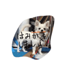 ましゅたんぐ3（個別スタンプ：1）