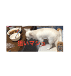 ましゅたんぐ3（個別スタンプ：3）