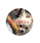 ましゅたんぐ3（個別スタンプ：4）