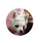 ましゅたんぐ3（個別スタンプ：5）