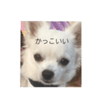 ましゅたんぐ3（個別スタンプ：12）
