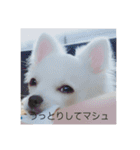 ましゅたんぐ3（個別スタンプ：16）