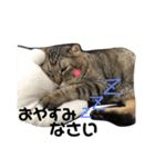 ねことうさぎのスタンプ☆（個別スタンプ：1）
