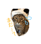 ねことうさぎのスタンプ☆（個別スタンプ：11）