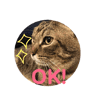 ねことうさぎのスタンプ☆（個別スタンプ：15）