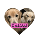 ゴールデンレトリバーのごあいさつ（個別スタンプ：1）