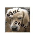 ゴールデンレトリバーのごあいさつ（個別スタンプ：2）