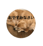 ゴールデンレトリバーのごあいさつ（個別スタンプ：3）