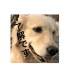 ゴールデンレトリバーのごあいさつ（個別スタンプ：6）