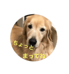 ゴールデンレトリバーのごあいさつ（個別スタンプ：8）