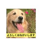 ゴールデンレトリバーのごあいさつ（個別スタンプ：9）
