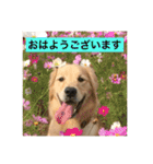ゴールデンレトリバーのごあいさつ（個別スタンプ：10）