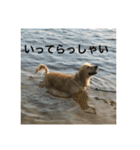 ゴールデンレトリバーのごあいさつ（個別スタンプ：14）