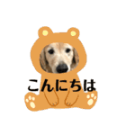 ゴールデンレトリバーのごあいさつ（個別スタンプ：16）