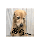 ゴールデンレトリバーのごあいさつ（個別スタンプ：18）