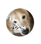 ゴールデンレトリバーのごあいさつ（個別スタンプ：19）