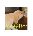 ゴールデンレトリバーのごあいさつ（個別スタンプ：20）