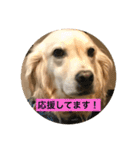 ゴールデンレトリバーのごあいさつ（個別スタンプ：21）