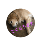 ゴールデンレトリバーのごあいさつ（個別スタンプ：22）