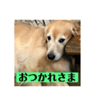 ゴールデンレトリバーのごあいさつ（個別スタンプ：23）