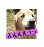 ゴールデンレトリバーのごあいさつ（個別スタンプ：25）