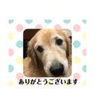 ゴールデンレトリバーのごあいさつ（個別スタンプ：28）