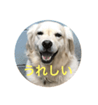 ゴールデンレトリバーのごあいさつ（個別スタンプ：29）