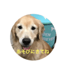 ゴールデンレトリバーのごあいさつ（個別スタンプ：30）