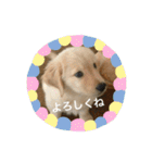 ゴールデンレトリバーのごあいさつ（個別スタンプ：32）
