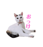 めるそら（個別スタンプ：4）