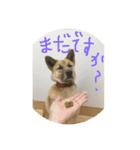 ボルチロ（個別スタンプ：1）