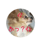 ちろとまろの日常（個別スタンプ：3）