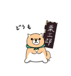柴犬 栗三郎（個別スタンプ：1）
