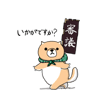 柴犬 栗三郎（個別スタンプ：2）