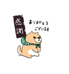 柴犬 栗三郎（個別スタンプ：10）