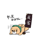 柴犬 栗三郎（個別スタンプ：11）