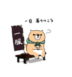 柴犬 栗三郎（個別スタンプ：13）