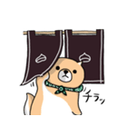 柴犬 栗三郎（個別スタンプ：35）