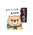 柴犬 栗三郎（個別スタンプ：36）