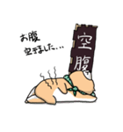 柴犬 栗三郎（個別スタンプ：37）