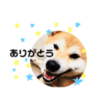 我が家のたろはなちゃんです（個別スタンプ：2）