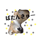 我が家のたろはなちゃんです（個別スタンプ：6）