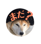 我が家のたろはなちゃんです（個別スタンプ：9）