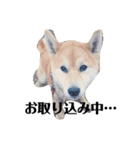 我が家のたろはなちゃんです（個別スタンプ：15）