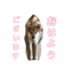 こはっちゃーん（個別スタンプ：5）
